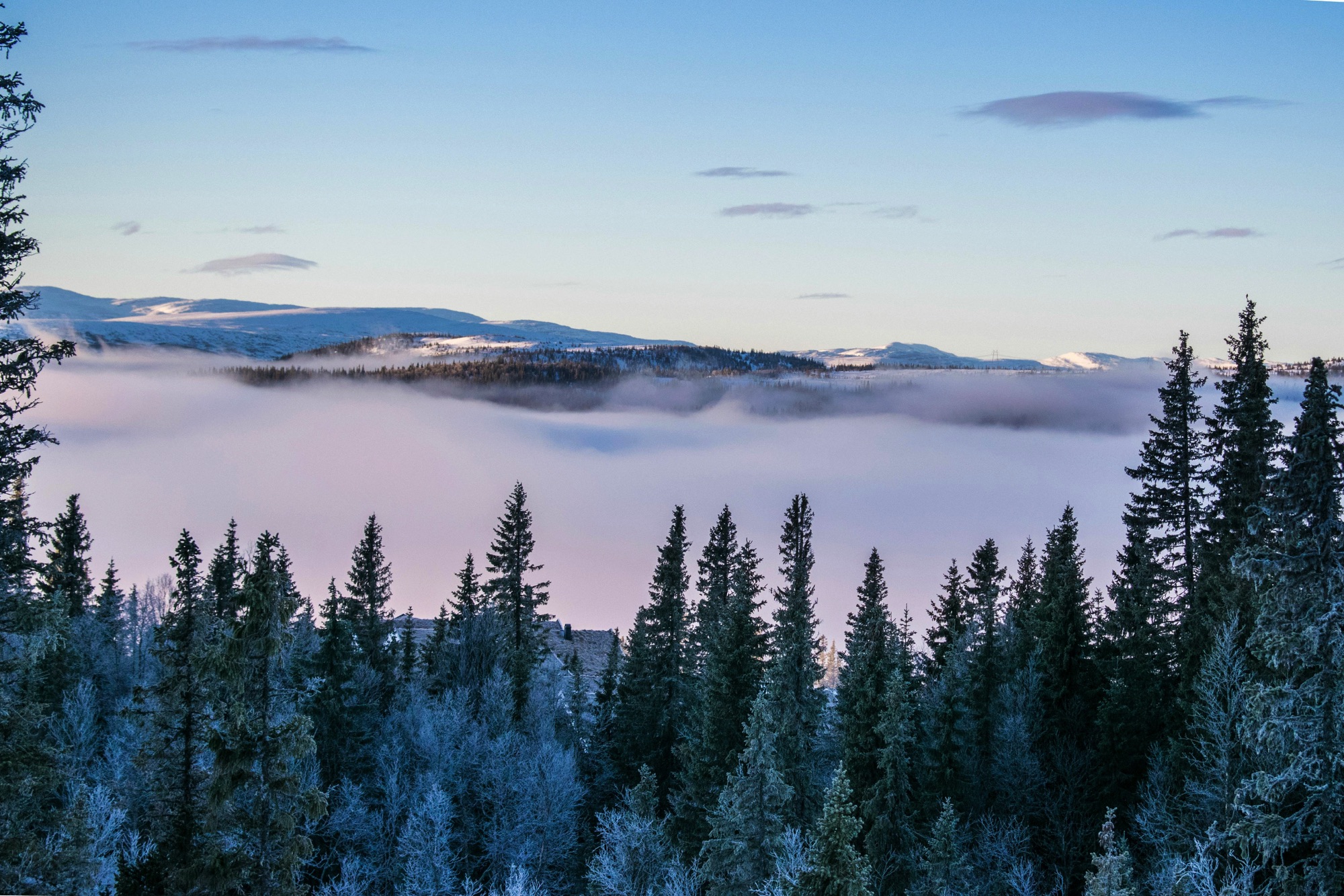 metsäkuva-pexels-mantas-hesthaven-46458-326916